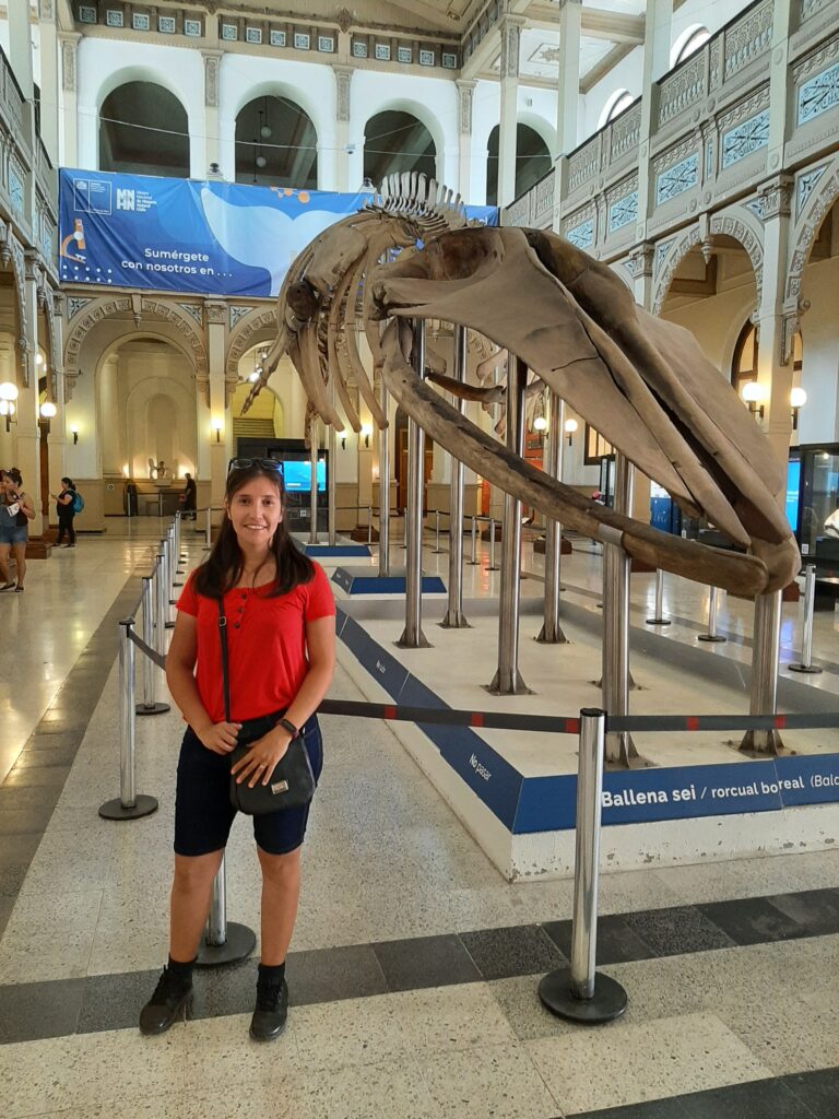esqueleto no Museu nacional de história natural em Santiago