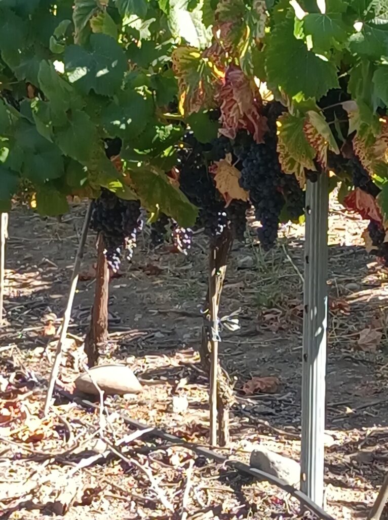 parreira na Vinicola Undurraga