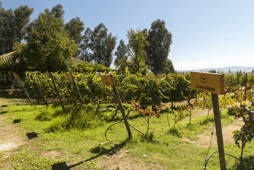 vinhos chilenos, principais vales produtores