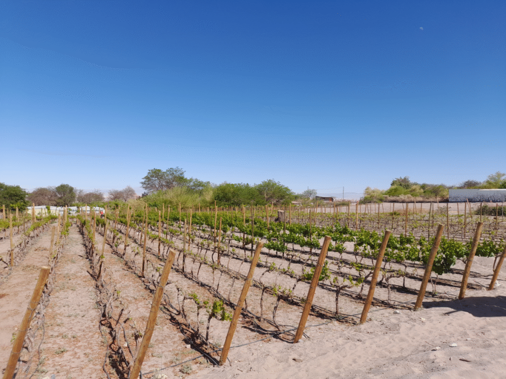 Deserto de Atacama, produtor de vinhos chilenos