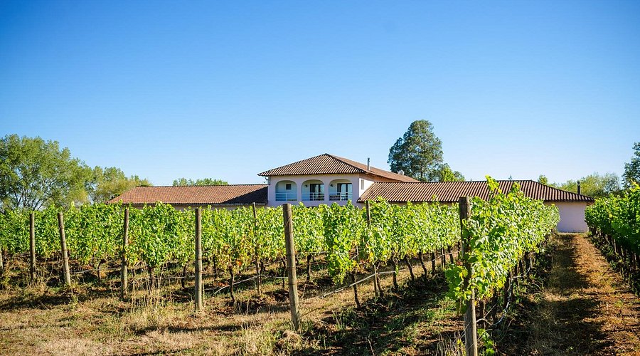 vinícola Chillán, produtora de vinhos chilenos