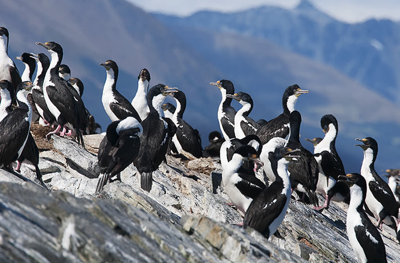 Ilha pássaros, na navegação pinguineira em Ushuaia