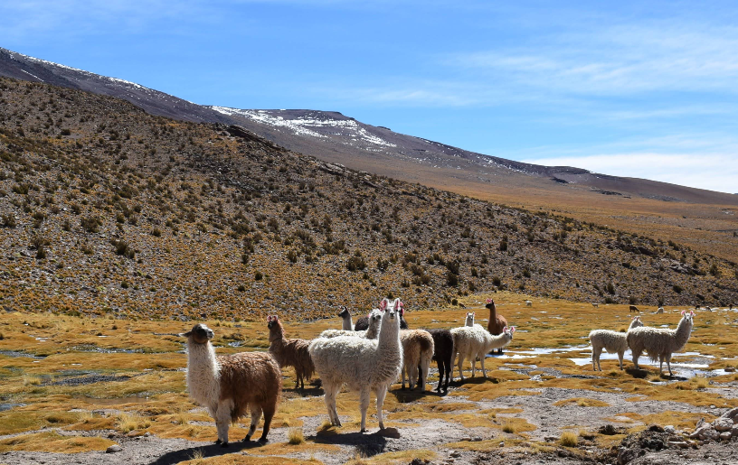 alpacas no salar de uyuni