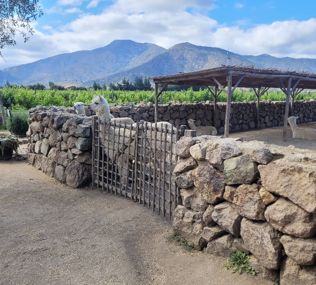 Vinícola Emiliana