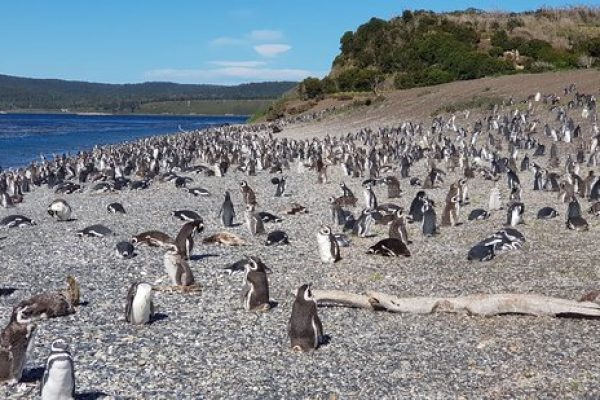 pinguinera caminhada